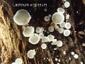 Lachnum virgineum-amf1999